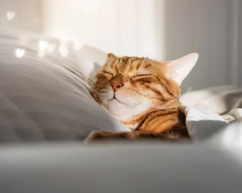 What Color Noise Is Best for Sleep What Color Noise Is Best for Sleep
