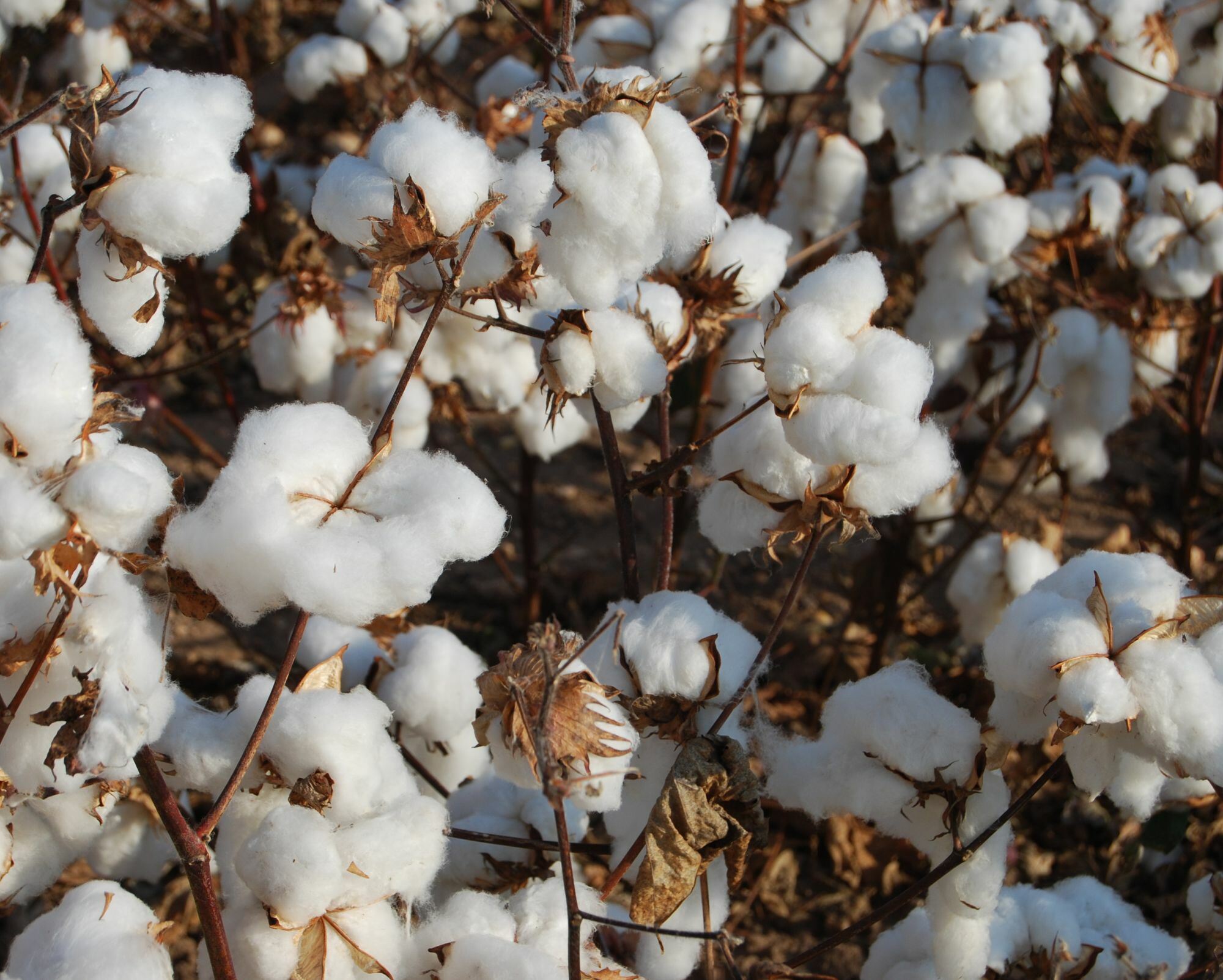 The Distinction: GOTS Certified Organic vs. Oeko-Tex Standard 100 The Distinction: GOTS Certified Organic vs. Oeko-Tex Standard 100