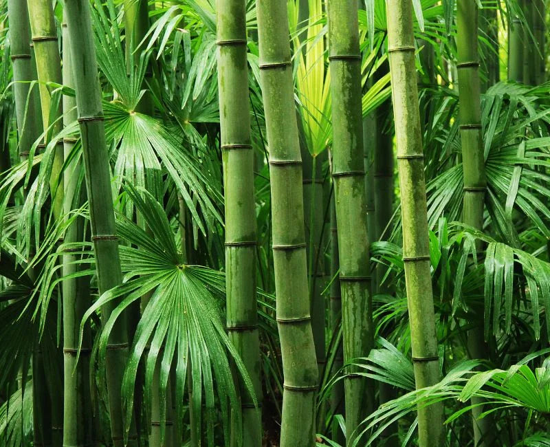 Is Bamboo Clothing Toxic? Myths vs. Facts Is Bamboo Clothing Toxic? Myths vs. Facts