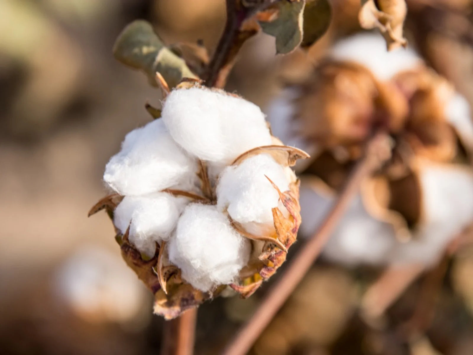 Introducing Natural Cotton: Embracing Our Organic Roots
